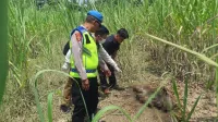Geger! Kerangka Manusia Ditemukan di Kebun Tebu Ulujami Pemalang