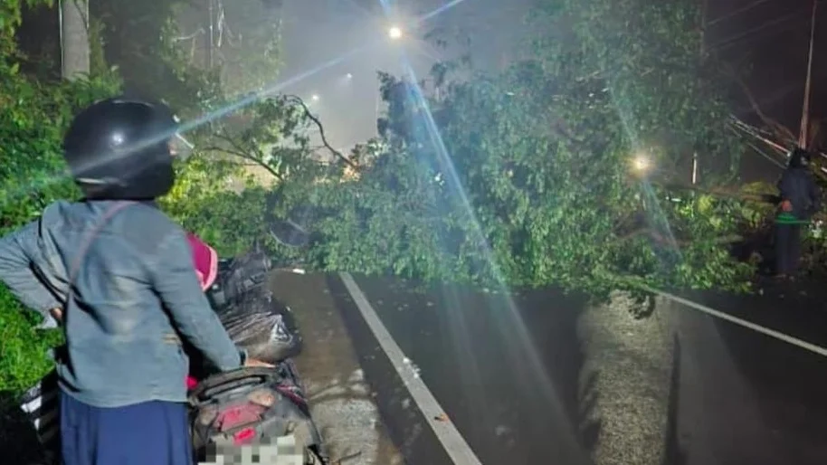 pohon tumbang terjadi sekitar pukul 22.00 WIB di tikungan Lenggerong, Jalan Raya Bantarbolang, Kabupaten Pemalang.