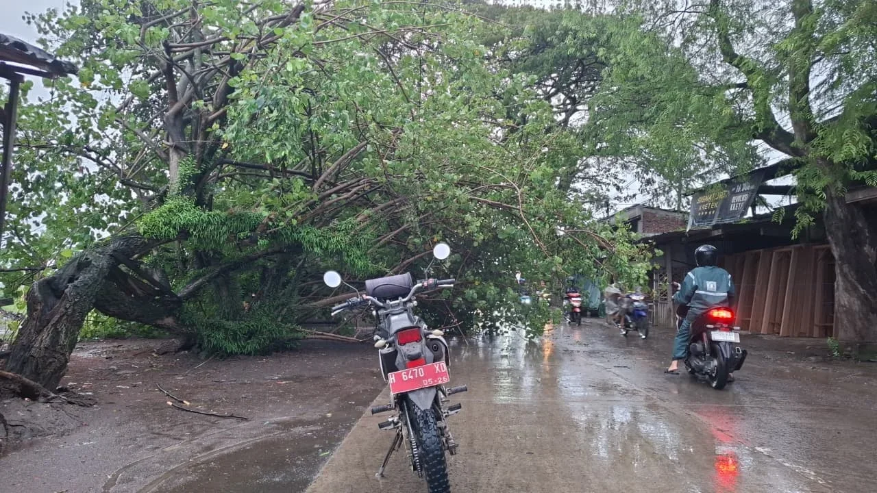 Tangani Pohon Tumbang Akibat Angin Kencang di Kendal Hingga Jelang Subuh