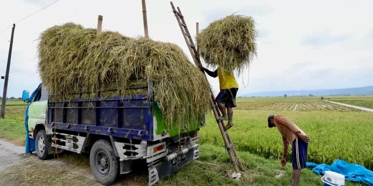 Jateng Tancap Gas Swasembada Pangan 2026, Ini Strategi yang Disiapkan