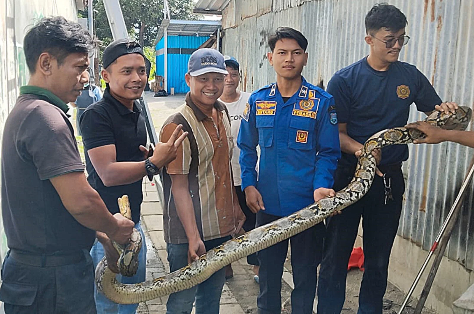 Dampak El Nino di Kota Tegal, Ular dan Biawak Masuk Permukiman