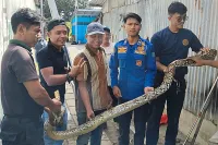 Dampak El Nino di Kota Tegal, Ular dan Biawak Masuk Permukiman