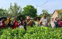 Petani di Kendal Tersenyum, Hasil Panen Kebun Melati 3,7 Hektare Menggembirakan
