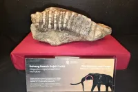 Jejak Gajah Purba di Bumiayu: Dari Sinomastodon hingga Elephas, Fosilnya Bisa Dilihat di Museum