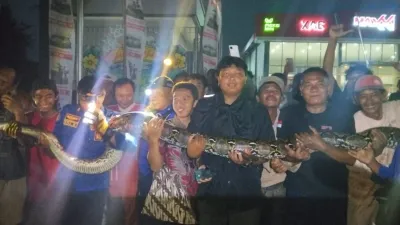Bikin Panik, Ular Sanca Raksasa Muncul di Jalan Raya Petarukan Pemalang