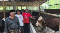 Dampak Maraknya PMK, Permintan Sapi Kurban Tahun ini di Kendal Menurun