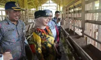 Bupati Kendal Sidak Kandang Ternak Kambing, Cek Kesehatan Hewan Kurban