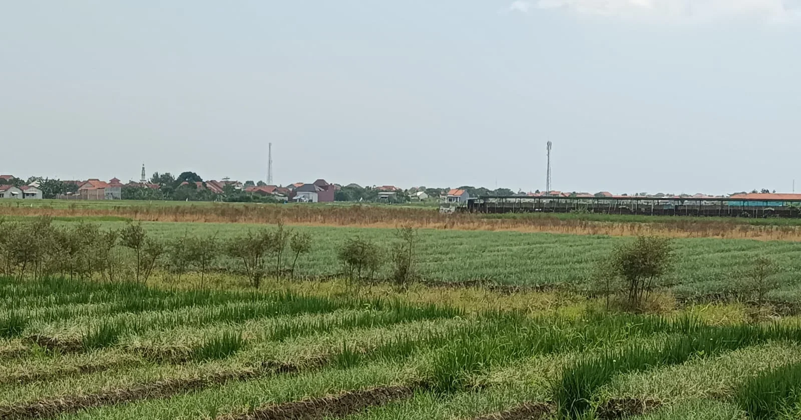 Hadapi Ancama El Nino, Dinas Pertanian Brebes Ambil Langkah Ini