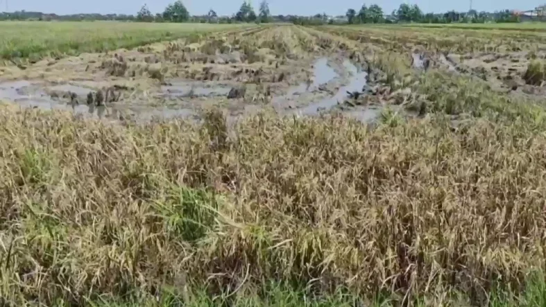 Produksi Padi Kendal Anjlok, Petani Terpukul Cuaca Ekstrem