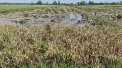 Produksi Padi Kendal Anjlok, Petani Terpukul Cuaca Ekstrem