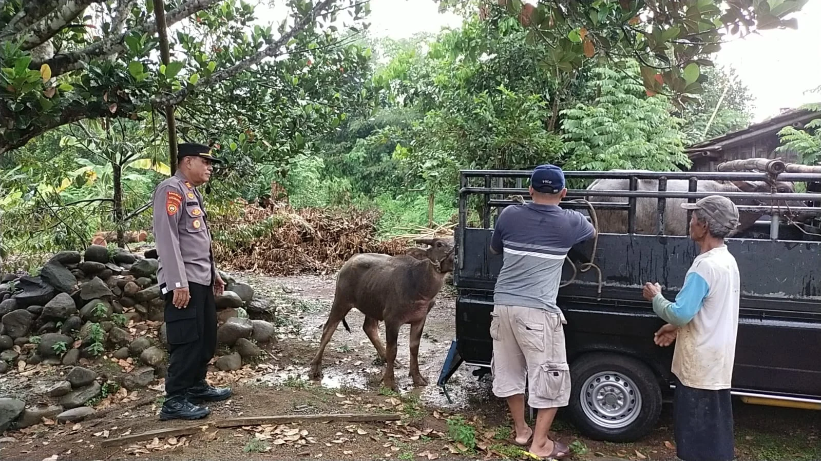 Dramatis! Polsek Karangdadap Pekalongan Evakuasi Kerbau Mengamuk yang Hilang Selama Dua Hari