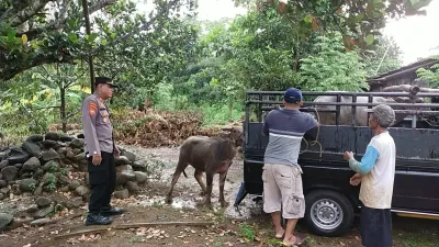 Dramatis! Polsek Karangdadap Pekalongan Evakuasi Kerbau Mengamuk yang Hilang Selama Dua Hari