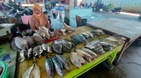 Harga Ikan Naik, Momentum Panen Dinilai Ideal untuk Menu MBG