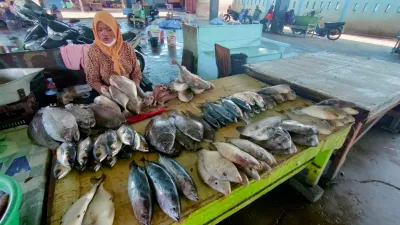 Harga Ikan Naik, Momentum Panen Dinilai Ideal untuk Menu MBG