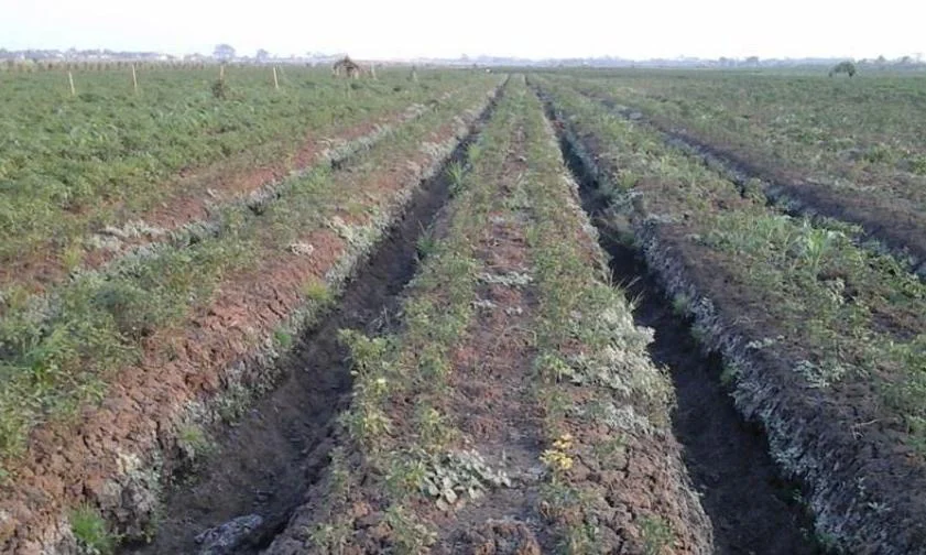 Musim Kemarau, 175 Ribu Ha Lahan di Brebes Rawan Kekeringan