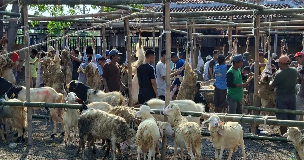 Warga Demangharjo Tegal Kurban 7 Sapi dan 171 Kambing, Ra...