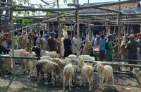 Warga Demangharjo Tegal Kurban 7 Sapi dan 171 Kambing, Rawat Hewan Quran Sejak Kecil