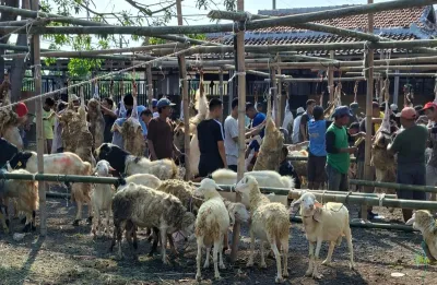 Warga Demangharjo Tegal Kurban 7 Sapi dan 171 Kambing, Rawat Hewan Quran Sejak Kecil