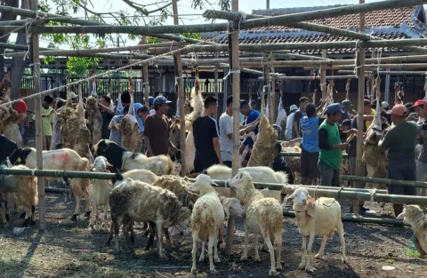 Warga Demangharjo Tegal Kurban 7 Sapi dan 171 Kambing, Rawat Hewan Quran Sejak Kecil