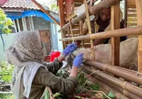 Jelang Hari Raya Idul Adha, Pemalang Intensifkan Cek Kesehatan Hewan Kurban