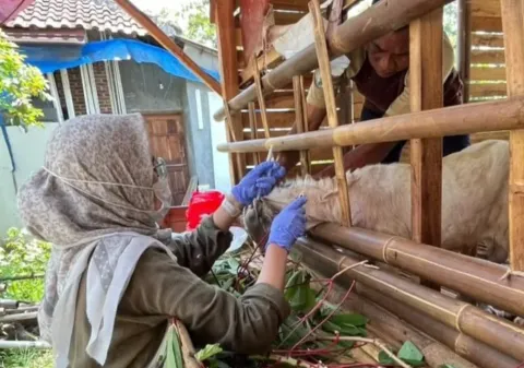 Jelang Hari Raya Idul Adha, Pemalang Intensifkan Cek Kesehatan Hewan Kurban