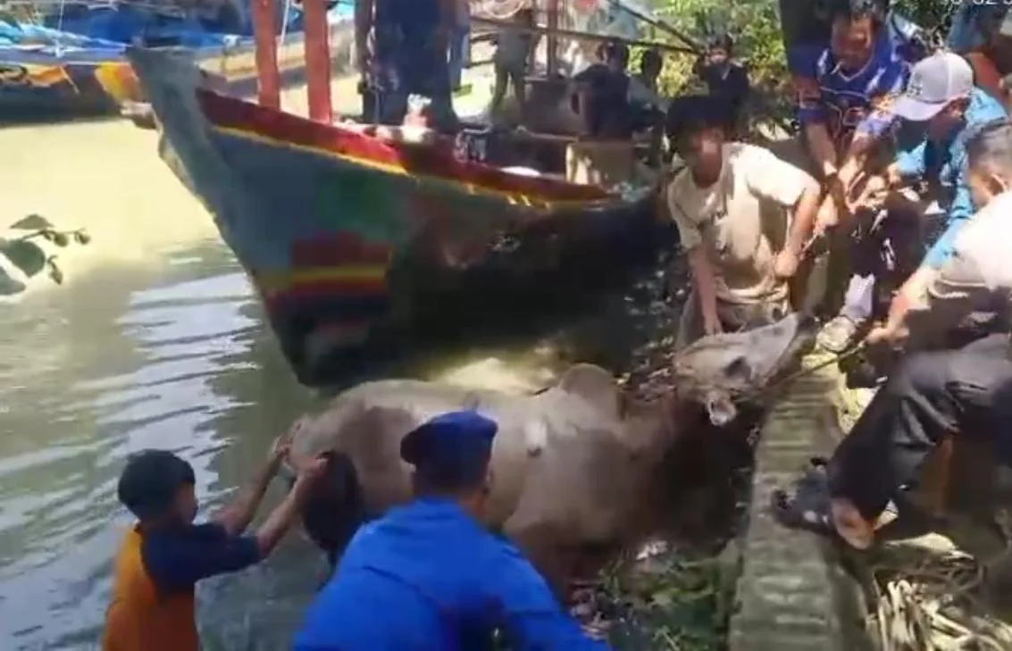 Sapi Kurban Tercebur Sungai Krasak Pemalang, Polisi dan Warga Sigap Evakuasi