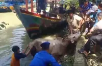 Sapi Kurban Tercebur Sungai Krasak Pemalang, Polisi dan Warga Sigap Evakuasi