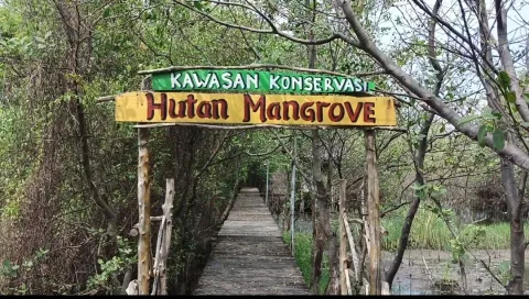Berawal dari Ancaman Rob, Ekowisata Mangrove Mulyosari Pekalongan Raih Nominasi Kalpataru