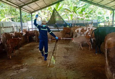 Hewan Kurban di Jateng Melimpah, Pengawasan Diperketat