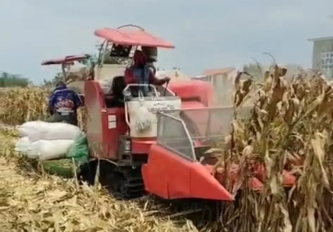 Budidaya Jagung di Kabupaten Tegal Menggiurkan, Pasar Terbuka, Harga Stabil, dan Keuntungan 100 Persen