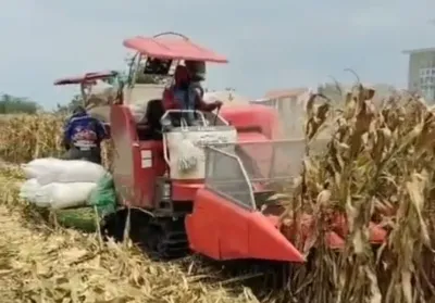 Budidaya Jagung di Kabupaten Tegal Menggiurkan, Pasar Terbuka, Harga Stabil, dan Keuntungan 100 Persen