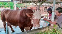 Sapi Jumbo Berbobot 1 Ton dari Tegal Jadi Banmas Presiden Prabowo untuk Hewan Kurban
