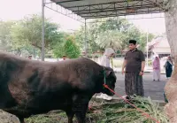 Wabup Tegal Potong Sapi "Mbape", Berat 1,35 Ton Beli di Kontes Sapi Wonosobo