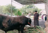 Wabup Tegal Potong Sapi "Mbape", Berat 1,35 Ton Beli di Kontes Sapi Wonosobo