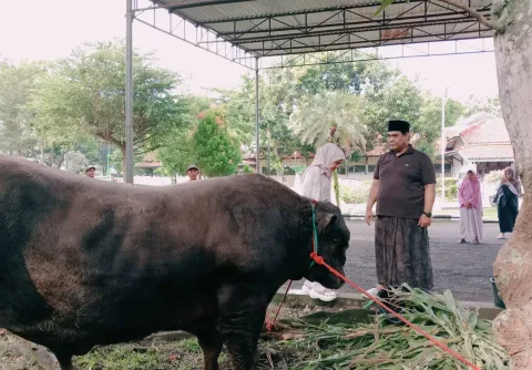 Wabup Tegal Potong Sapi "Mbape", Berat 1,35 Ton Beli di Kontes Sapi Wonosobo