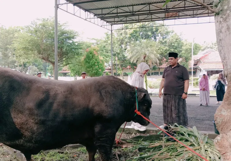 Wabup Tegal Potong Sapi "Mbape", Berat 1,35 Ton Beli di Kontes Sapi Wonosobo
