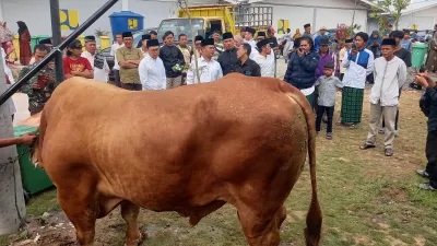 Intip Perawatan "Mick Jagger", Sapi Kurban Presiden Seharga Rp97,5 Juta di Tegal