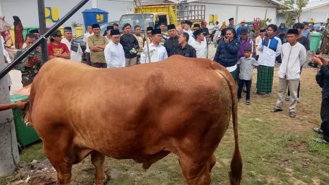 Intip Perawatan "Mick Jagger", Sapi Kurban Presiden Seharga Rp97,5 Juta di Tegal