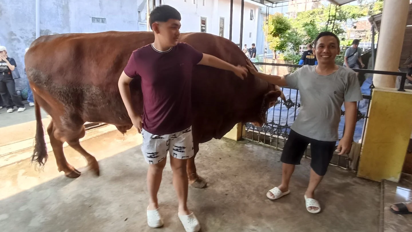 Tradisi Kurban Sultan di Kaliwungu Kendal, Sapi Jumbo Didatangkan dari Ponorogo
