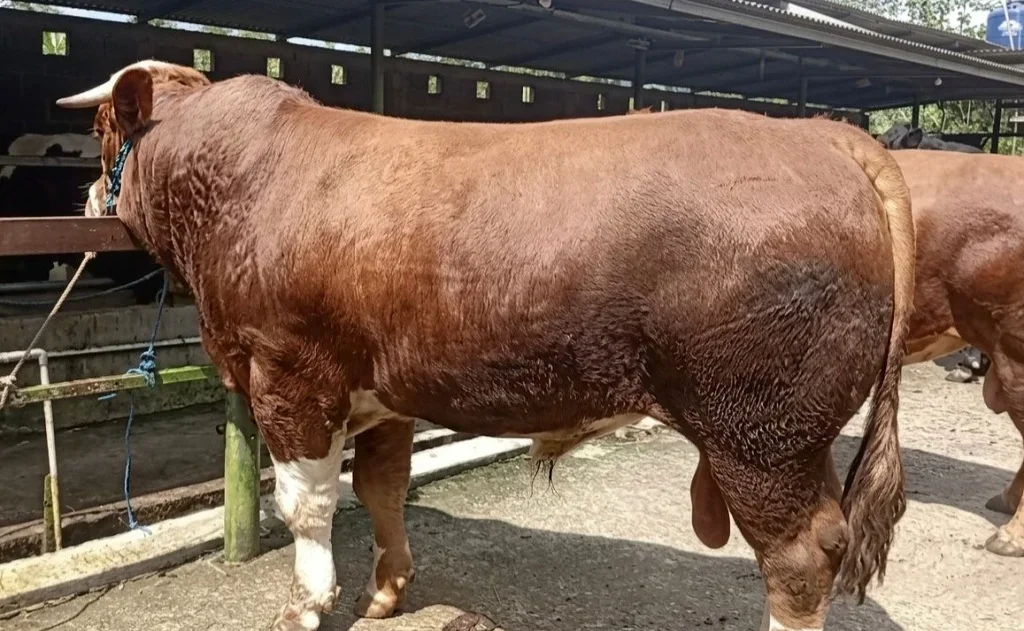 "Abimanyu", Sapi Kurban Bantuan Presiden Prabowo di Batang, Beratnya Hampir 1 Ton