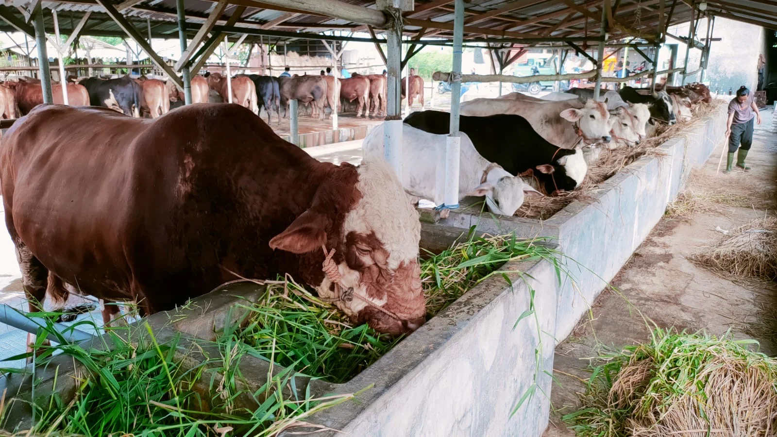 Sapi Bantuan Kemasyarakatan Presiden di Peternakan Big Boss, Desa Dampyak, Kabupaten Tegal, mendapatkan perawatan khusus sebelum dipotong untuk warga Kota Tegal.