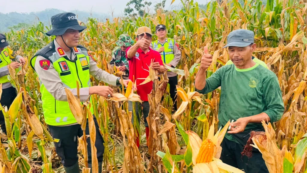 Kelompok Tani dan Polri Panen Jagung 7 Ton di Hutan Sosial Kedungoleng Brebes