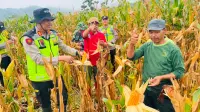 Kelompok Tani dan Polri Panen Jagung 7 Ton di Hutan Sosial Kedungoleng Brebes