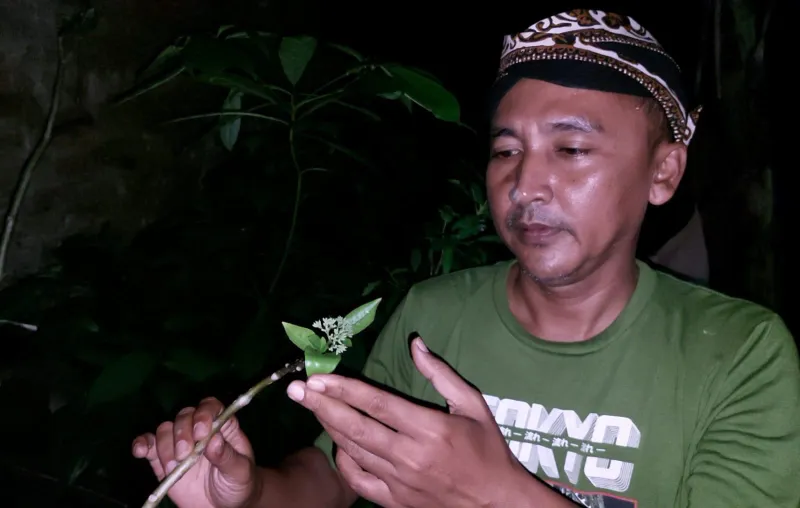 Bunga Wijayakusuma Keraton Simbol Penobatan Raja Jawa Mekar di Pemalang