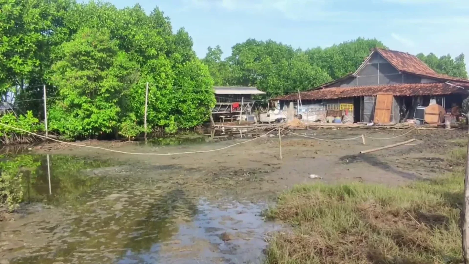 Rob Rendam Ratusan Rumah dan Lahan Produktif di Pidodokulon Kendal, Mangrove Jadi Benteng Pesisir