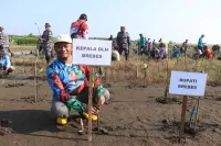 Bangun Benteng Hijau, 3.700 Bibit Mangrove Ditanam di Pesisir Brebes
