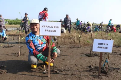 Bangun Benteng Hijau, 3.700 Bibit Mangrove Ditanam di Pesisir Brebes
