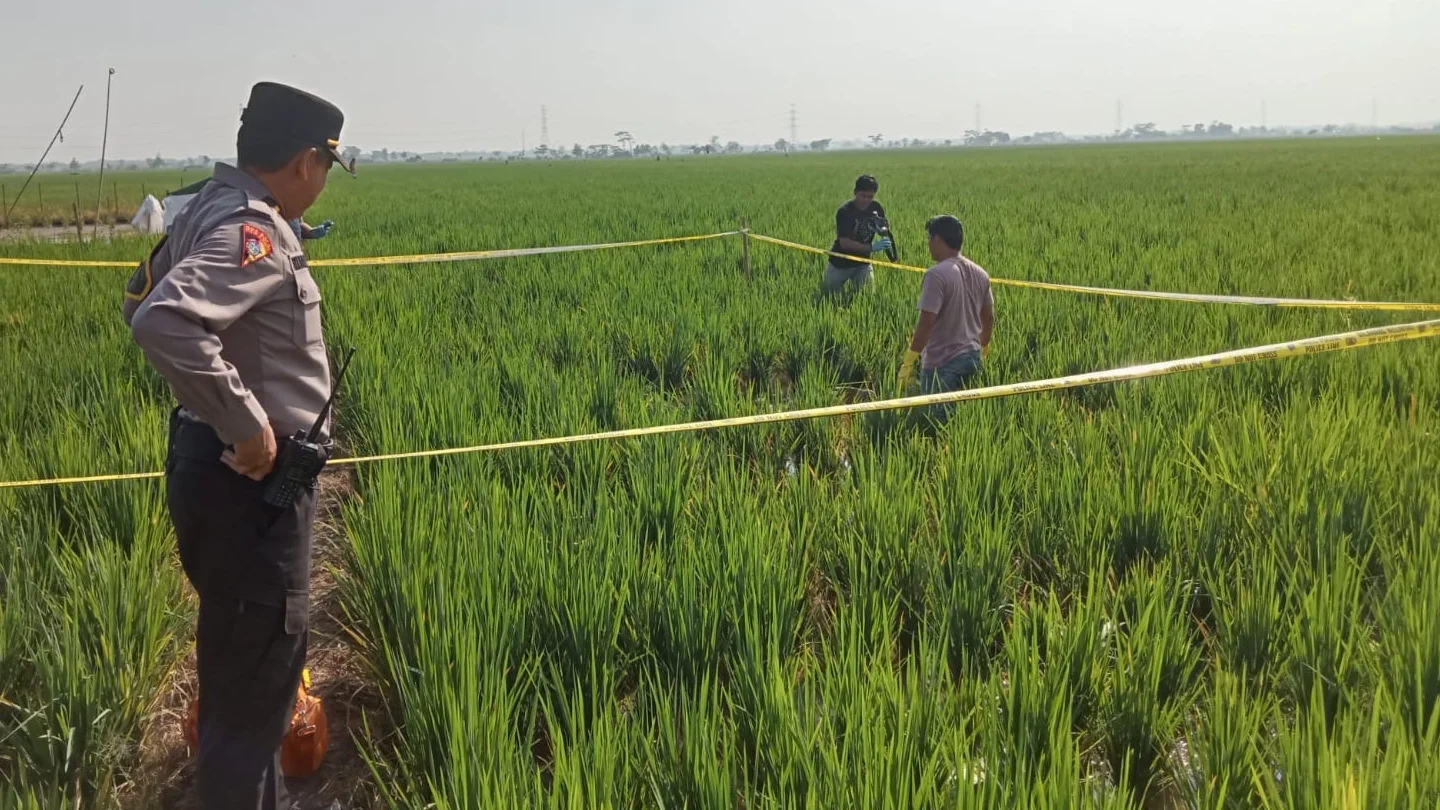 Perangkat Desa Kalipancur Pekalongan Ditemukan Meninggal di Area Persawahan, Polisi Selidiki Penyebab Kematian