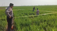 Perangkat Desa Kalipancur Pekalongan Ditemukan Meninggal di Area Persawahan, Polisi Selidiki Penyebab Kematian