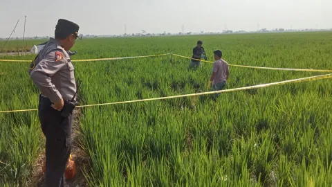 Perangkat Desa Kalipancur Pekalongan Ditemukan Meninggal di Area Persawahan, Polisi Selidiki Penyebab Kematian